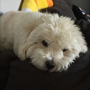 Meet your Posher, Janet